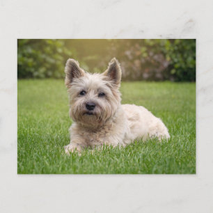 Cutest Baby Animals   Cairn Terrier Dog Postcard