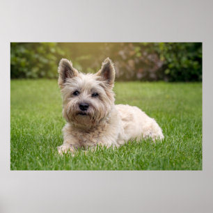 Cutest Baby Animals   Cairn Terrier Dog Poster