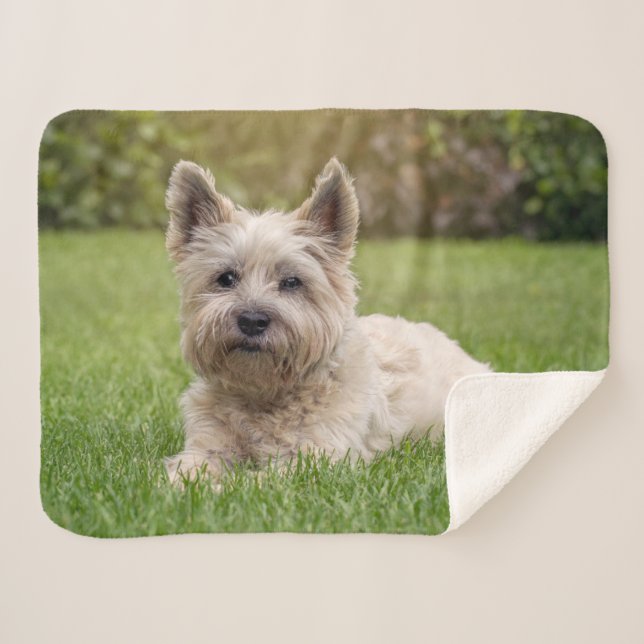 Cutest Baby Animals | Cairn Terrier Dog Sherpa Blanket (Front (Horizontal))