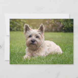 Cutest Baby Animals   Cairn Terrier Dog Thank You Card