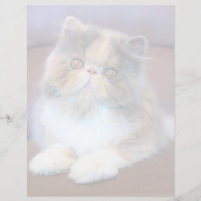 Cutest Baby Animals | Calico Persian Kitten (Front)