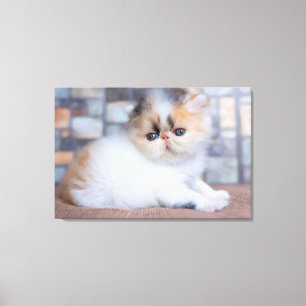 Cutest Baby Animals Calico Persian Kitten Canvas Print