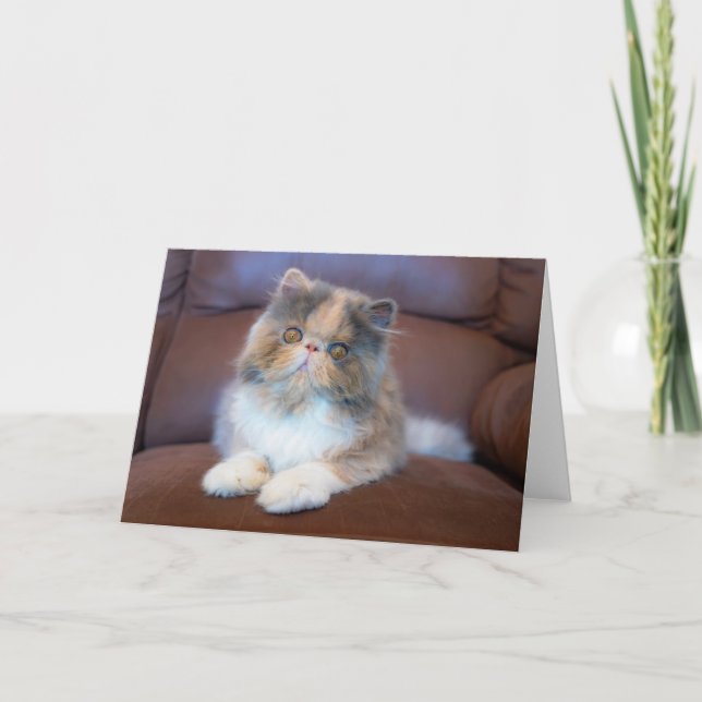 Cutest Baby Animals | Calico Persian Kitten Card (Front)