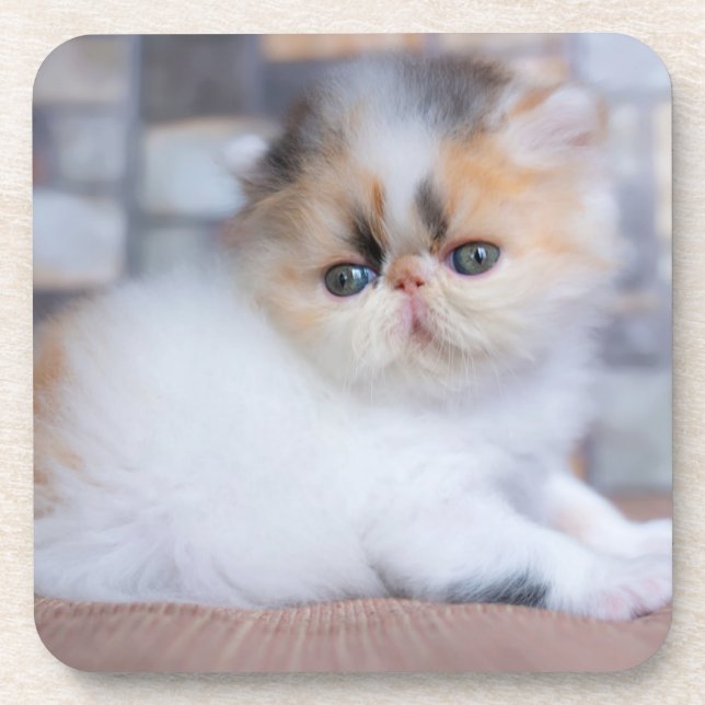 Cutest Baby Animals | Calico Persian Kitten Coaster (Front)
