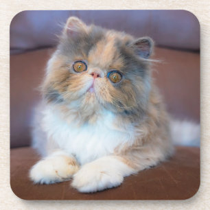 Cutest Baby Animals   Calico Persian Kitten Coaster