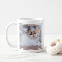Cutest Baby Animals | Calico Persian Kitten