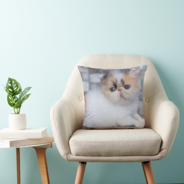 Cutest Baby Animals | Calico Persian Kitten Cushion (Chair)