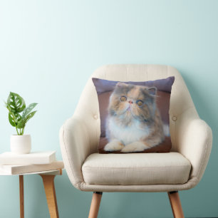 Cutest Baby Animals   Calico Persian Kitten Cushion