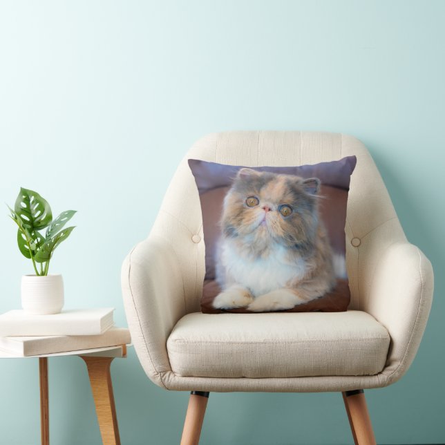 Cutest Baby Animals | Calico Persian Kitten Cushion (Chair)