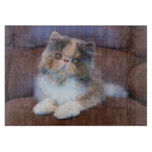 Cutest Baby Animals   Calico Persian Kitten Cutting Board