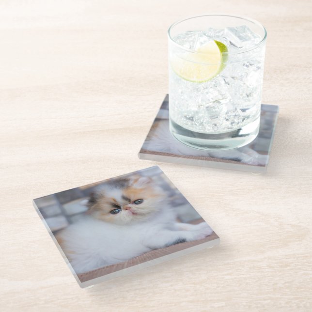 Cutest Baby Animals | Calico Persian Kitten Glass Coaster (Angled)