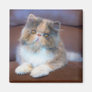 Cutest Baby Animals   Calico Persian Kitten Magnet