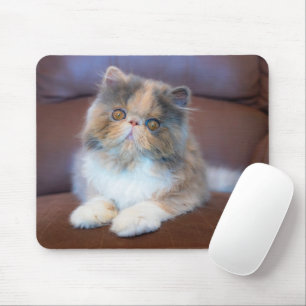 Cutest Baby Animals   Calico Persian Kitten Mouse Mat