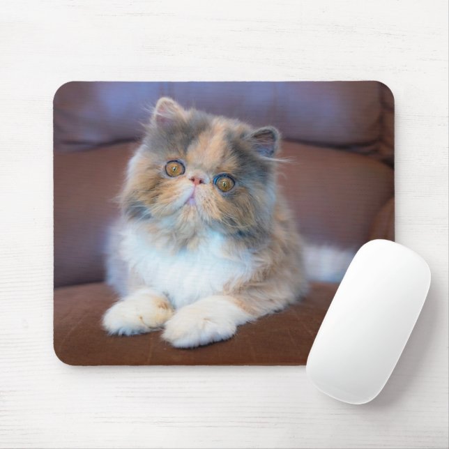 Cutest Baby Animals | Calico Persian Kitten Mouse Mat (With Mouse)