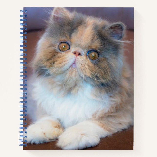 Cutest Baby Animals | Calico Persian Kitten Notebook (Front)