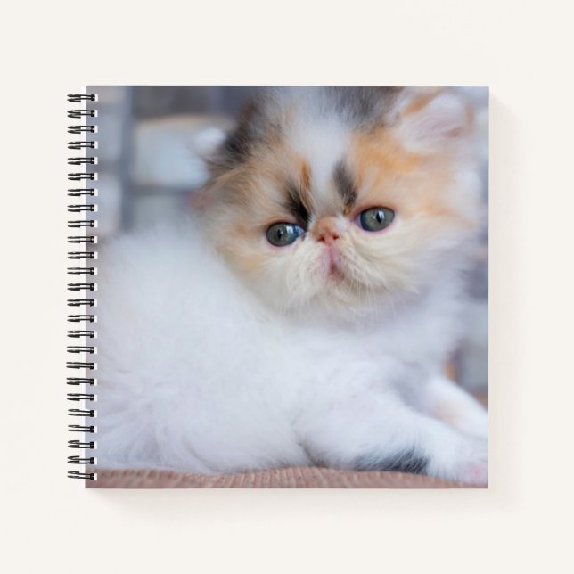Cutest Baby Animals | Calico Persian Kitten Notebook (Front)