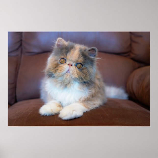 Cutest Baby Animals | Calico Persian Kitten Poster (Front)