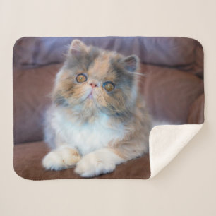 Cutest Baby Animals   Calico Persian Kitten Sherpa Blanket