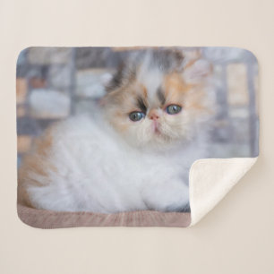 Cutest Baby Animals   Calico Persian Kitten Sherpa Blanket