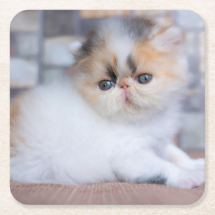 Cutest Baby Animals   Calico Persian Kitten Square Paper Coaster