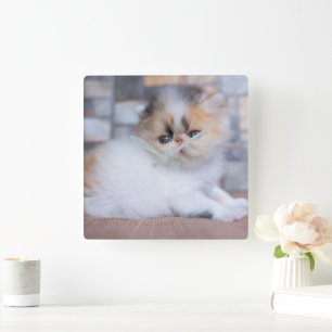 Cutest Baby Animals Calico Persian Kitten Square Wall Clock
