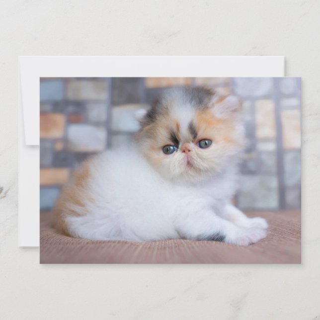 Cutest Baby Animals | Calico Persian Kitten Thank You Card (Front)