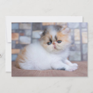 Cutest Baby Animals   Calico Persian Kitten Thank You Card