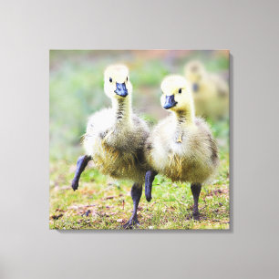 Cutest Baby Animals Canadian Goose Goslings Canvas Print