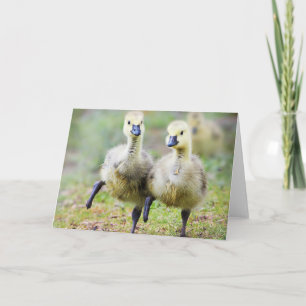 Cutest Baby Animals   Canadian Goose Goslings Card