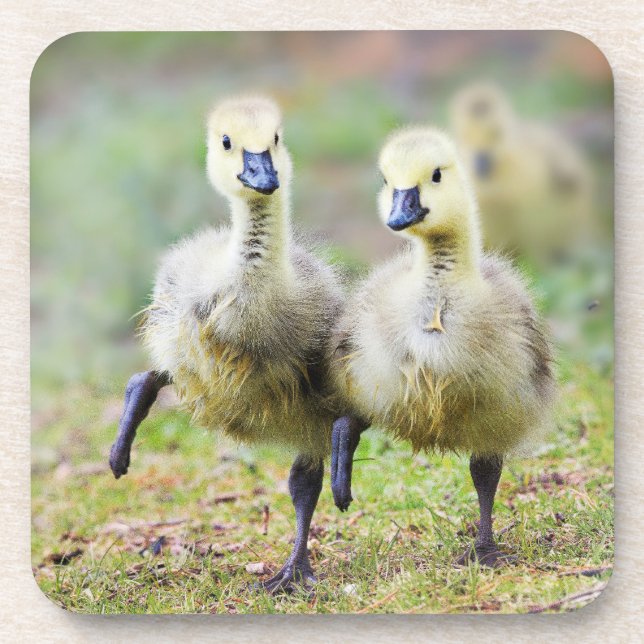Cutest Baby Animals | Canadian Goose Goslings Coaster (Front)