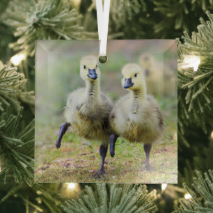 Cutest Baby Animals Canadian Goose Goslings Glass Tree Decoration