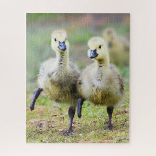Cutest Baby Animals Canadian Goose Goslings Jigsaw Puzzle