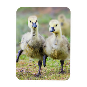 Cutest Baby Animals   Canadian Goose Goslings Magnet