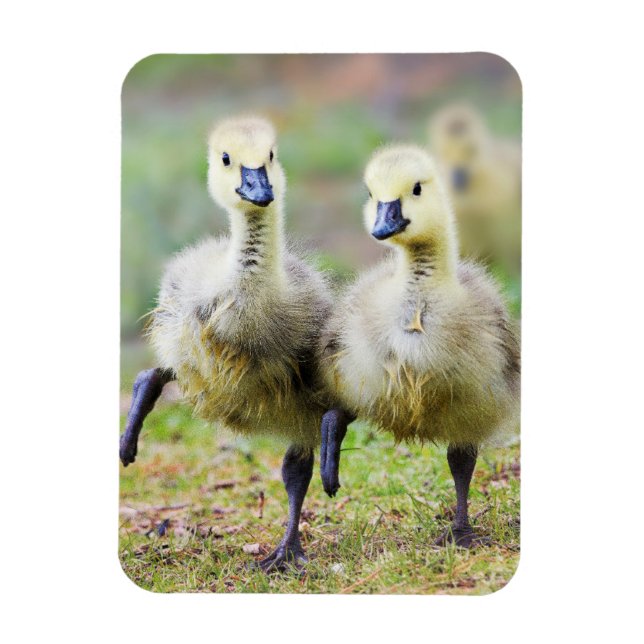 Cutest Baby Animals | Canadian Goose Goslings Magnet (Vertical)
