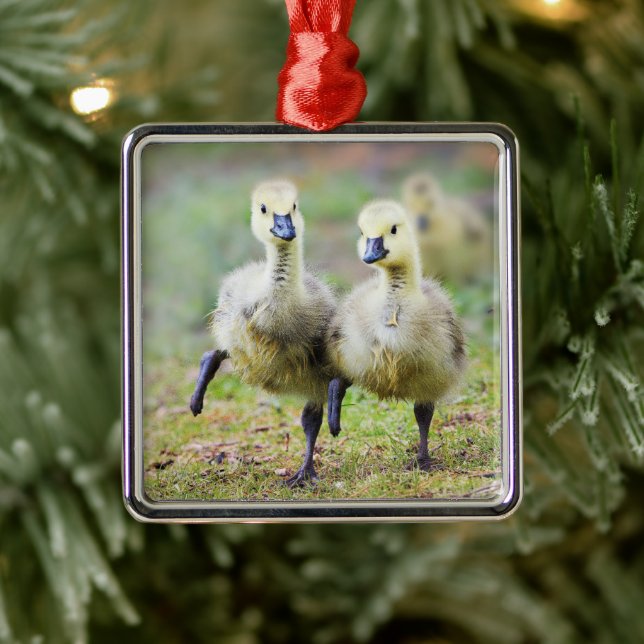 Cutest Baby Animals | Canadian Goose Goslings Metal Tree Decoration (Tree)