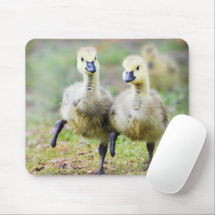 Cutest Baby Animals Canadian Goose Goslings Mouse Mat