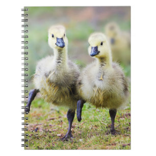 Cutest Baby Animals   Canadian Goose Goslings Notebook