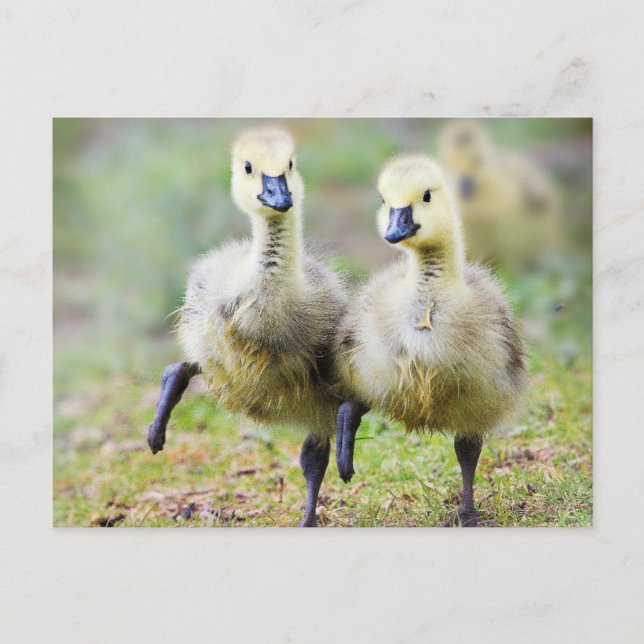 Cutest Baby Animals | Canadian Goose Goslings Postcard (Front)
