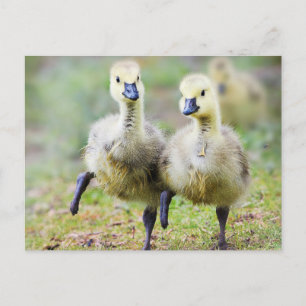 Cutest Baby Animals Canadian Goose Goslings Postcard