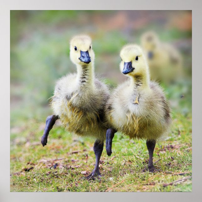 Cutest Baby Animals | Canadian Goose Goslings Poster (Front)