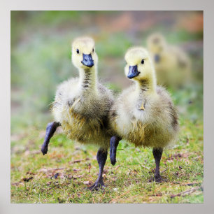 Cutest Baby Animals Canadian Goose Goslings Poster