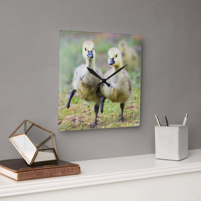 Cutest Baby Animals | Canadian Goose Goslings Square Wall Clock (Office)