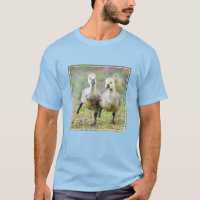 Cutest Baby Animals | Canadian Goose Goslings