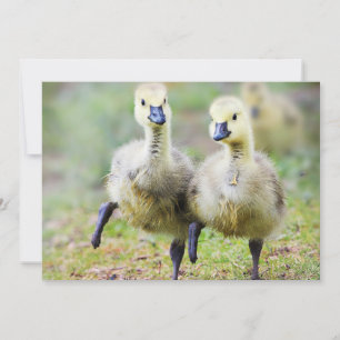 Cutest Baby Animals   Canadian Goose Goslings Thank You Card