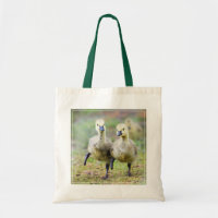 Cutest Baby Animals | Canadian Goose Goslings