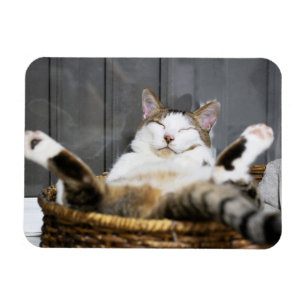 Cutest Baby Animals Cat in Bed Magnet