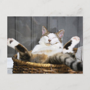 Cutest Baby Animals Cat in Bed Postcard