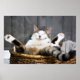 Cutest Baby Animals   Cat in Bed Poster