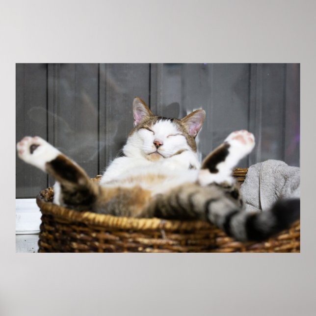 Cutest Baby Animals | Cat in Bed Poster (Front)