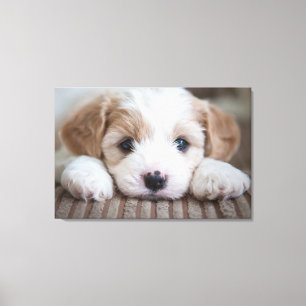 Cutest Baby Animals Cavashon Puppy Canvas Print